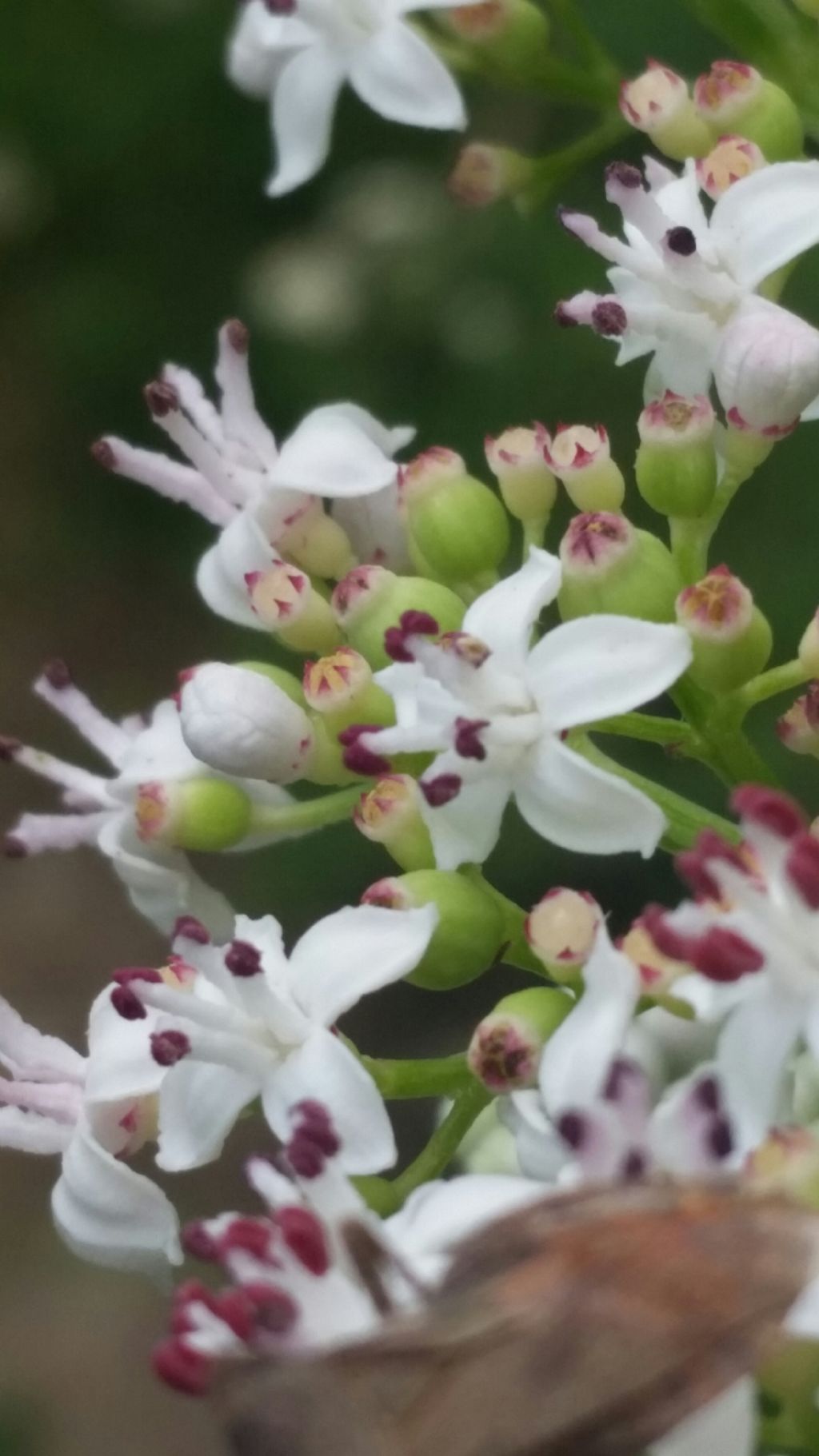 Sambucus ebulus